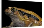 Dyscophus guineti (false tomato frog) by Anonymous