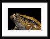 Dyscophus guineti (false tomato frog) by Anonymous