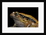 Dyscophus guineti (false tomato frog) by Anonymous