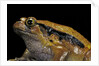 Dyscophus guineti (false tomato frog) by Anonymous