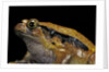 Dyscophus guineti (false tomato frog) by Anonymous