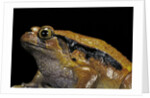Dyscophus guineti (false tomato frog) by Anonymous