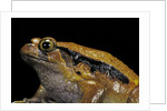 Dyscophus guineti (false tomato frog) by Anonymous
