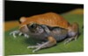 Dyscophus guineti (false tomato frog) by Anonymous