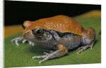 Dyscophus guineti (false tomato frog) by Anonymous