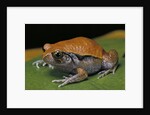 Dyscophus guineti (false tomato frog) by Anonymous