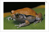 Dyscophus guineti (false tomato frog) by Anonymous