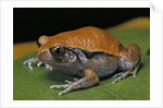 Dyscophus guineti (false tomato frog) by Anonymous