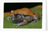 Dyscophus guineti (false tomato frog) by Anonymous