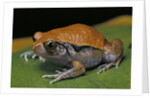 Dyscophus guineti (false tomato frog) by Anonymous