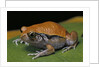Dyscophus guineti (false tomato frog) by Anonymous
