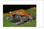 Dyscophus guineti (false tomato frog) by Anonymous