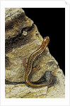 Eurycea bislineata (northern two-lined salamander) by Anonymous