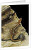 Eurycea bislineata (northern two-lined salamander) by Anonymous