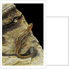 Eurycea bislineata (northern two-lined salamander) by Anonymous