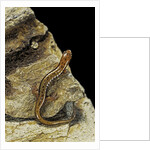 Eurycea bislineata (northern two-lined salamander) by Anonymous