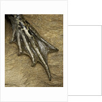 edible frog - webbed foot by Anonymous