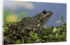 edible frog by Anonymous