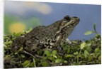 edible frog by Anonymous