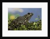 edible frog by Anonymous