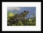 edible frog by Anonymous