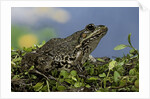 edible frog by Anonymous