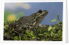 edible frog by Anonymous