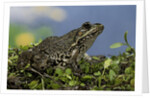 edible frog by Anonymous