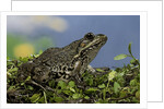 edible frog by Anonymous