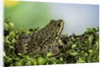 edible frog by Anonymous