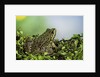 edible frog by Anonymous
