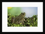 edible frog by Anonymous