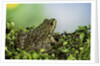 edible frog by Anonymous