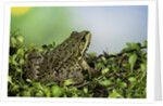 edible frog by Anonymous