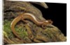 Gyrinophilus porphyriticus (spring salamander) by Anonymous