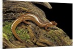 Gyrinophilus porphyriticus (spring salamander) by Anonymous