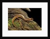 Gyrinophilus porphyriticus (spring salamander) by Anonymous