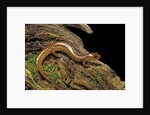 Gyrinophilus porphyriticus (spring salamander) by Anonymous