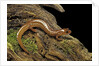 Gyrinophilus porphyriticus (spring salamander) by Anonymous