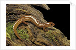 Gyrinophilus porphyriticus (spring salamander) by Anonymous