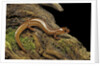 Gyrinophilus porphyriticus (spring salamander) by Anonymous