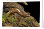 Gyrinophilus porphyriticus (spring salamander) by Anonymous