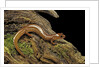 Gyrinophilus porphyriticus (spring salamander) by Anonymous