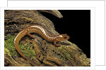Gyrinophilus porphyriticus (spring salamander) by Anonymous