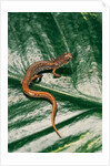 Hemidactylium scutatum (four-toed salamander) by Anonymous