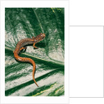 Hemidactylium scutatum (four-toed salamander) by Anonymous