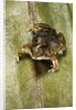 Hemisus marmoratus (shovel-nosed frog) by Anonymous