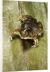 Hemisus marmoratus (shovel-nosed frog) by Anonymous