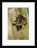 Hemisus marmoratus (shovel-nosed frog) by Anonymous
