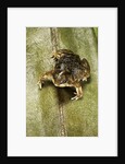 Hemisus marmoratus (shovel-nosed frog) by Anonymous